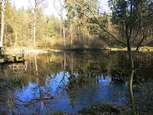 Der Waldweiher